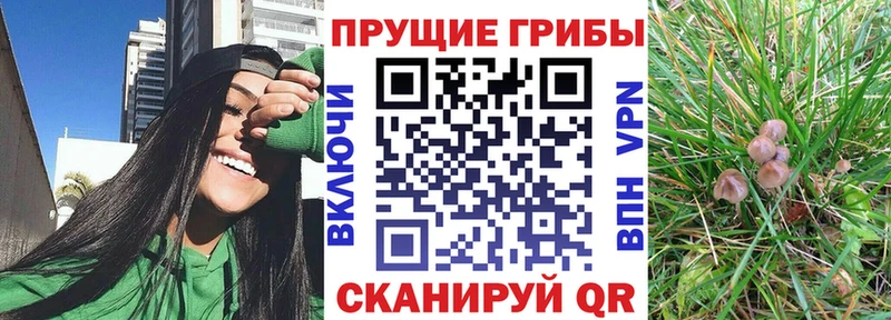 дарнет шоп  Ува  Галлюциногенные грибы GOLDEN TEACHER 